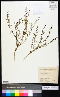 Stenopetalum velutinum image