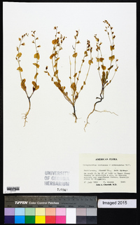 Streptanthus tortuosus var. orbiculatus image