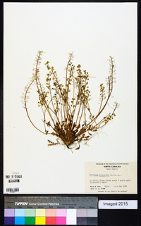 Teesdalia nudicaulis image