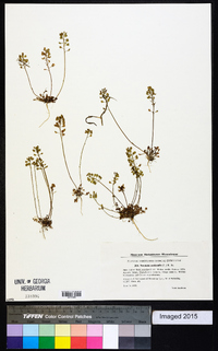 Teesdalia nudicaulis image