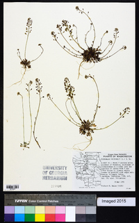 Teesdalia nudicaulis image