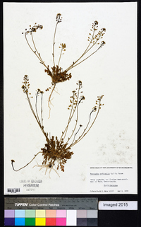 Teesdalia nudicaulis image