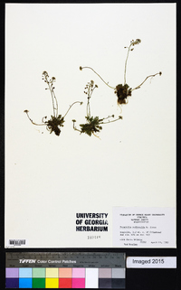 Teesdalia nudicaulis image