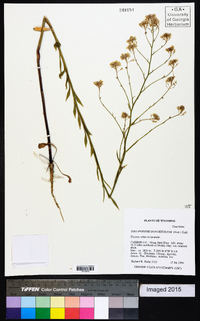 Thelypodium integrifolium image