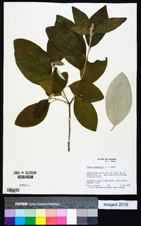 Croton alabamensis image