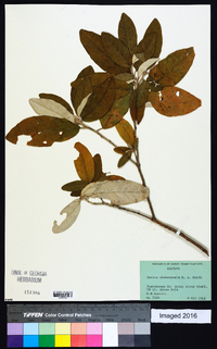 Croton alabamensis image