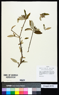 Croton alabamensis image