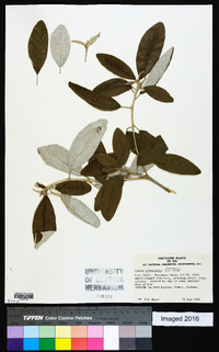 Croton alabamensis image