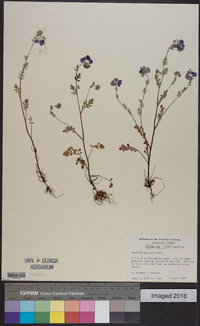 Phacelia maculata image