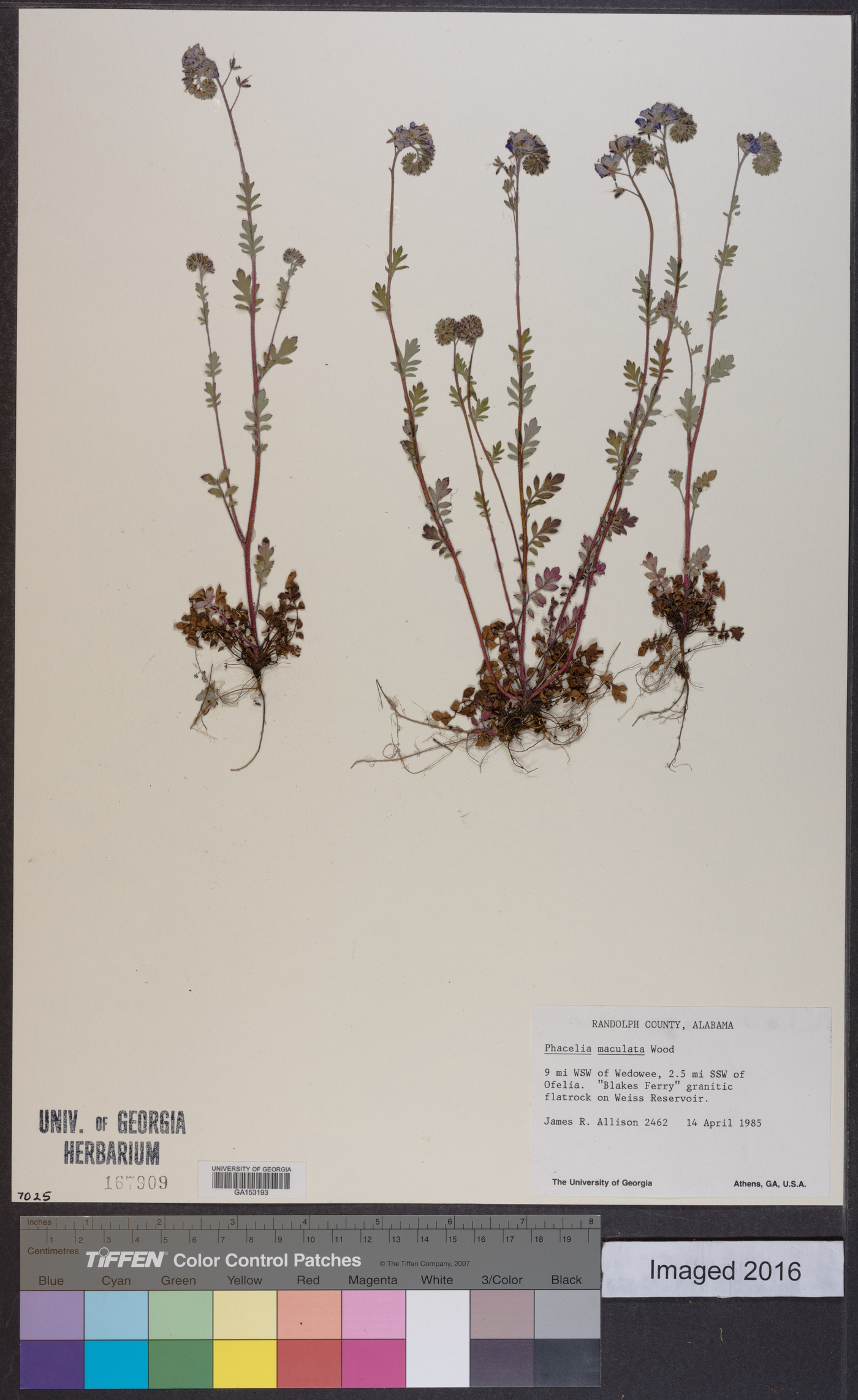 Phacelia maculata image