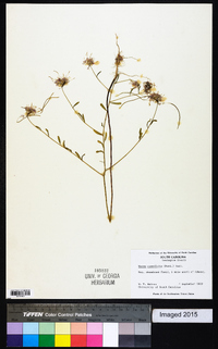 Warea cuneifolia image