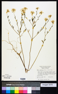 Warea cuneifolia image