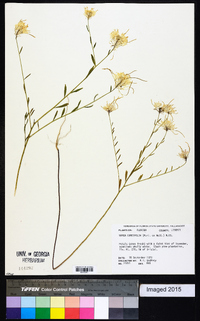 Warea cuneifolia image