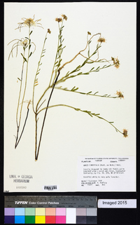 Warea cuneifolia image