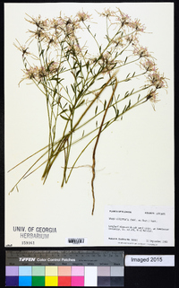 Warea cuneifolia image