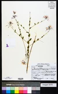 Warea sessilifolia image