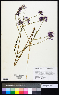 Warea sessilifolia image