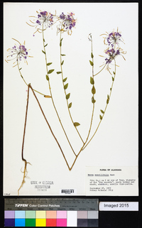 Warea sessilifolia image