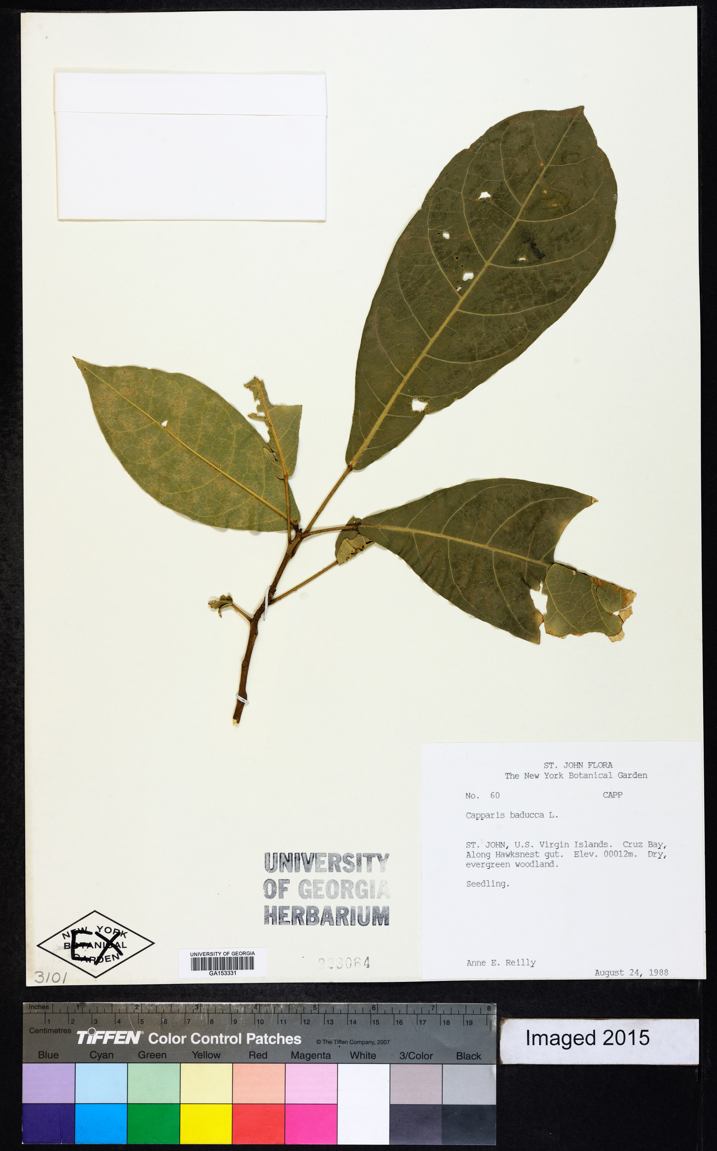 Capparis baducca image