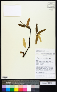 Image of Capparis salicifolia