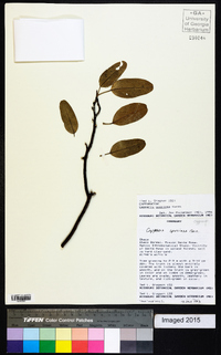 Capparis speciosa image