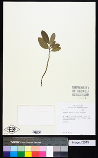 Capparis indica image