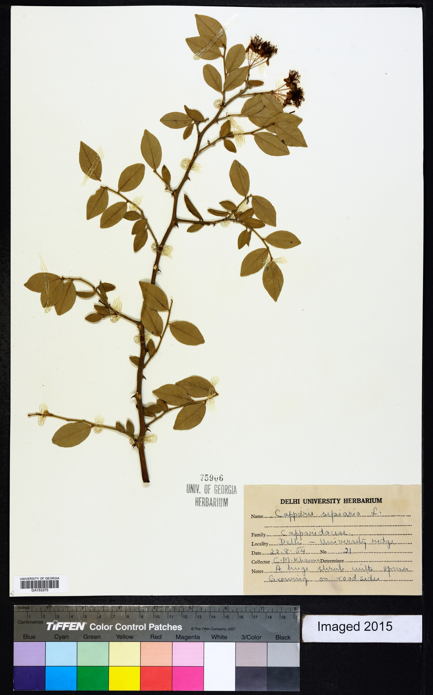 Capparis sepiaria image