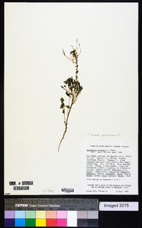 Gynandropsis gynandra image