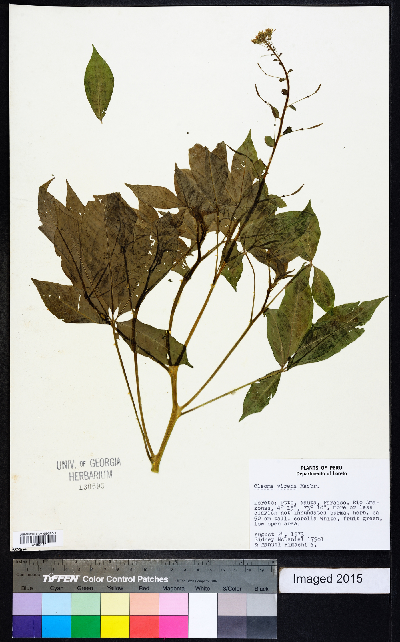 Cleome virens image