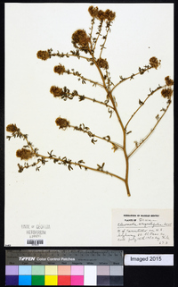 Cleomella angustifolia image