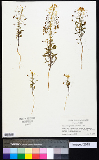 Image of Cleomella grandiflora