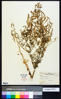 Polanisia jamesii image