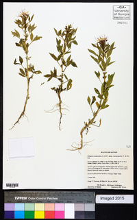 Polanisia dodecandra subsp. trachysperma image