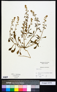 Reseda phyteuma image