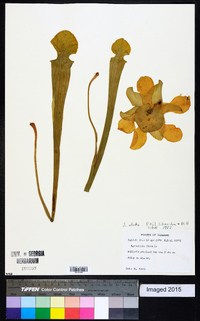 Sarracenia alata image