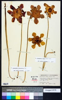 Sarracenia alata image