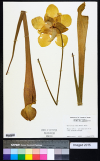 Sarracenia alata image