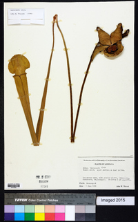 Sarracenia alata image