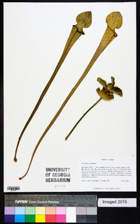 Sarracenia alata image