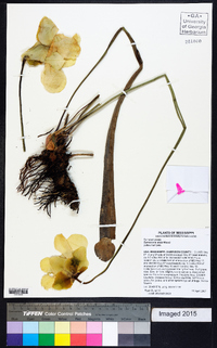 Sarracenia alata image