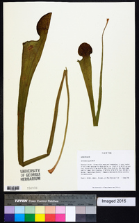 Sarracenia alata image