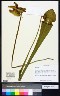 Sarracenia alata image