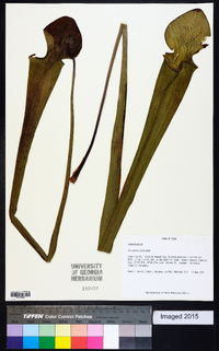 Sarracenia alata image