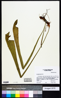 Sarracenia alata image