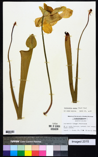 Sarracenia alata image