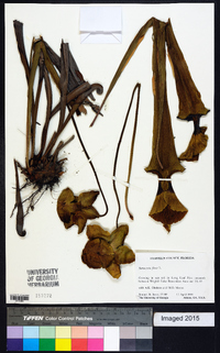 Sarracenia flava image