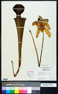 Sarracenia flava image