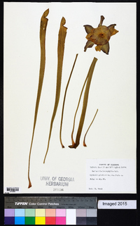 Sarracenia leucophylla image