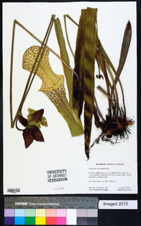 Sarracenia leucophylla image