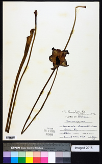 Sarracenia leucophylla image
